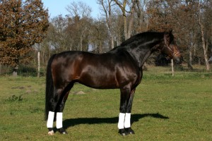 IMG_2138_klein