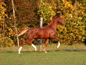 Donato1